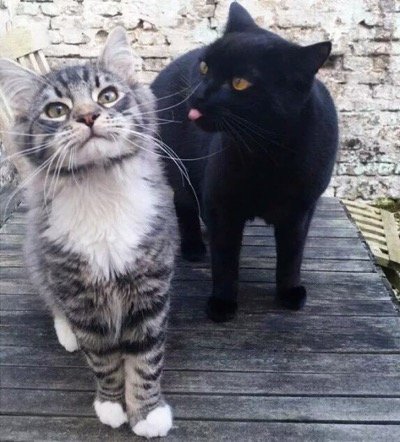 caption tongue