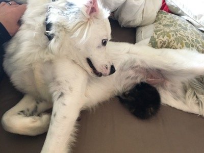 collie 4