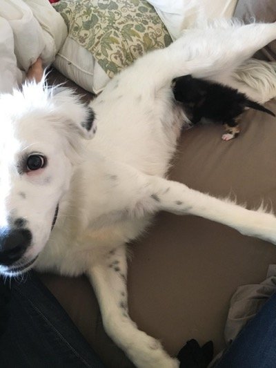 collie 7