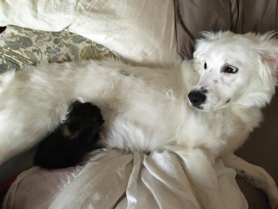 collie 8