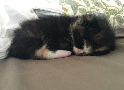 collie 9