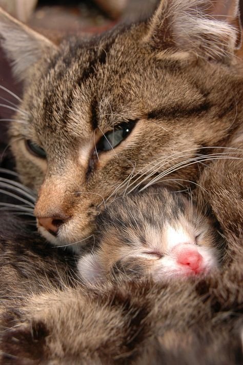 mama and baby awww