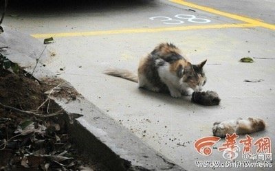 dead kittens 1