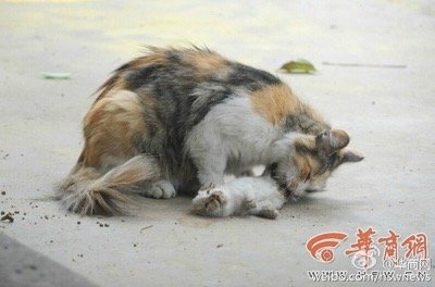dead kittens 2