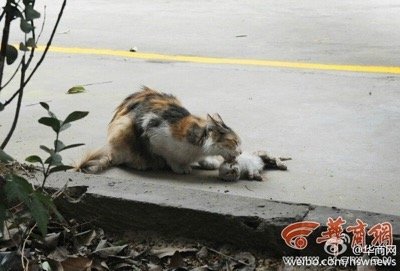 dead kittens 3