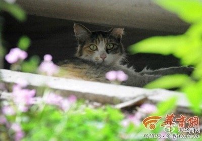 dead kittens 7