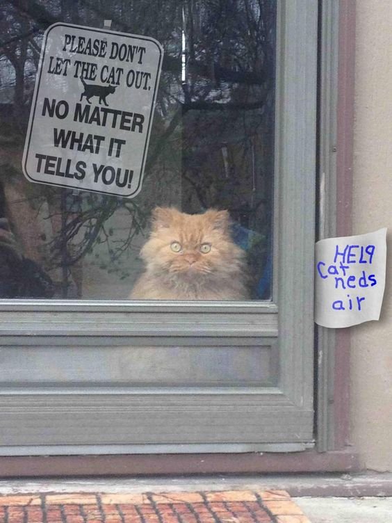 don't let cat out