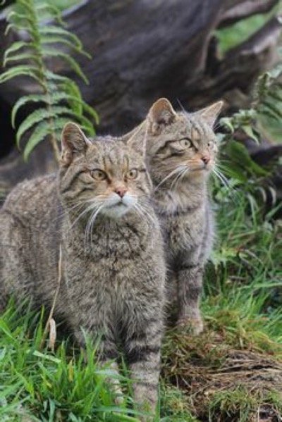 Scottish Wild Cats.
