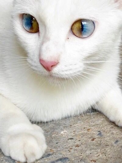 incredible eyes