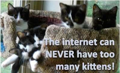internet kittens lol