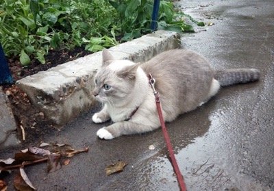 Кот Джаз‎