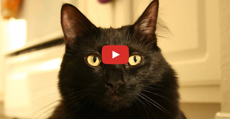 Black Cats are Pawsome! - We Love Cats and Kittens