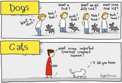 dog-vs-cat
