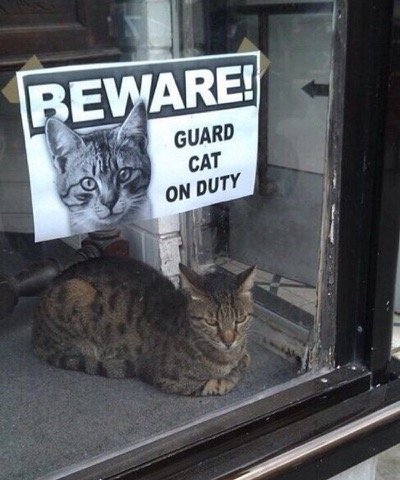 guard-cat