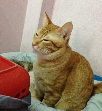 CAT DAD 1