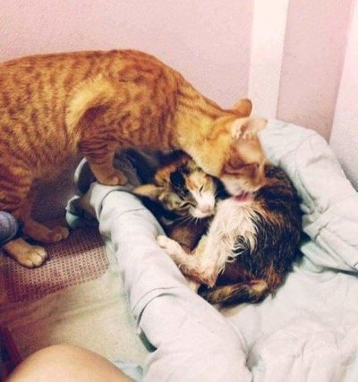 CAT DAD 2