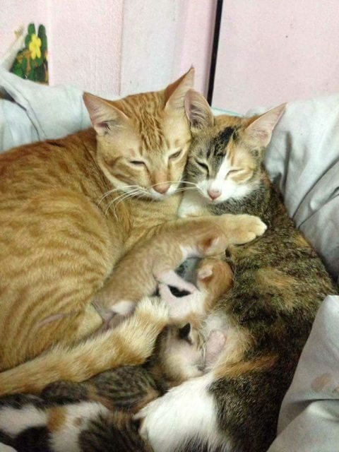 cat dad 4