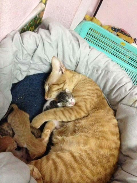 cat dad 5