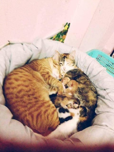 cat dad 6