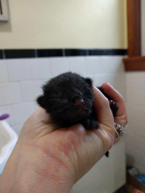 bobtail 3