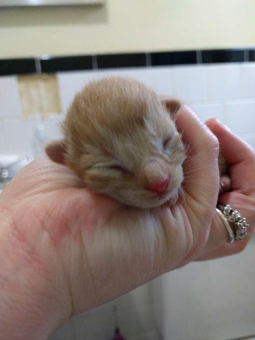 bobtail 4