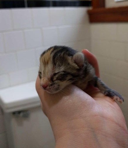 bobtail 5