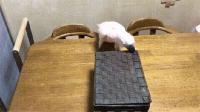 box parrot