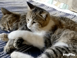 cuddle pillow