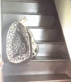 sleep upstairs