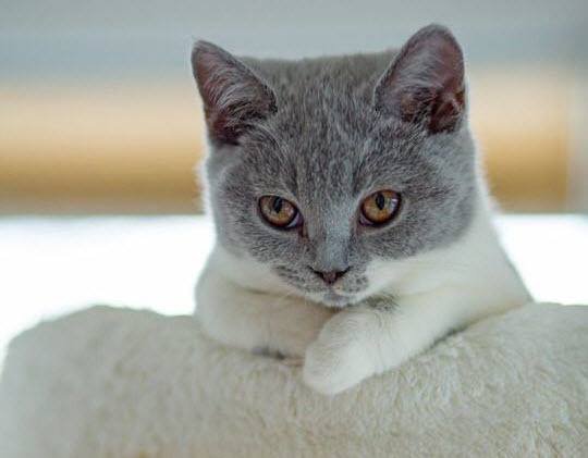 This grey cat is absolutely gawwwgeous.