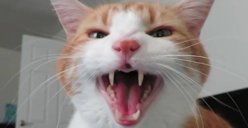 Cat Won't Stop Meowing Until His Human Wakes Up We Love Cats and Kittens
