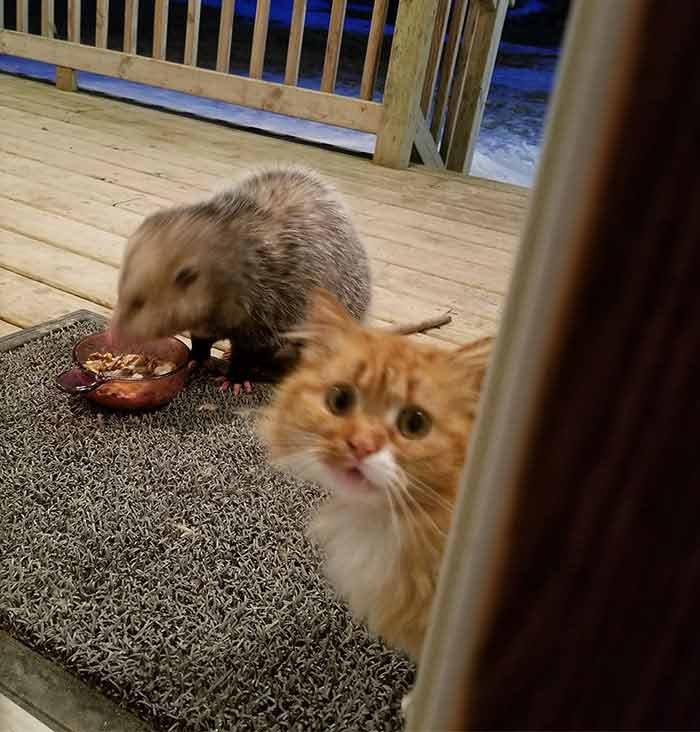 possum-3