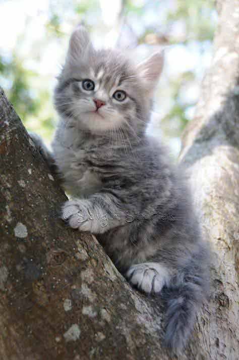 Siberian-