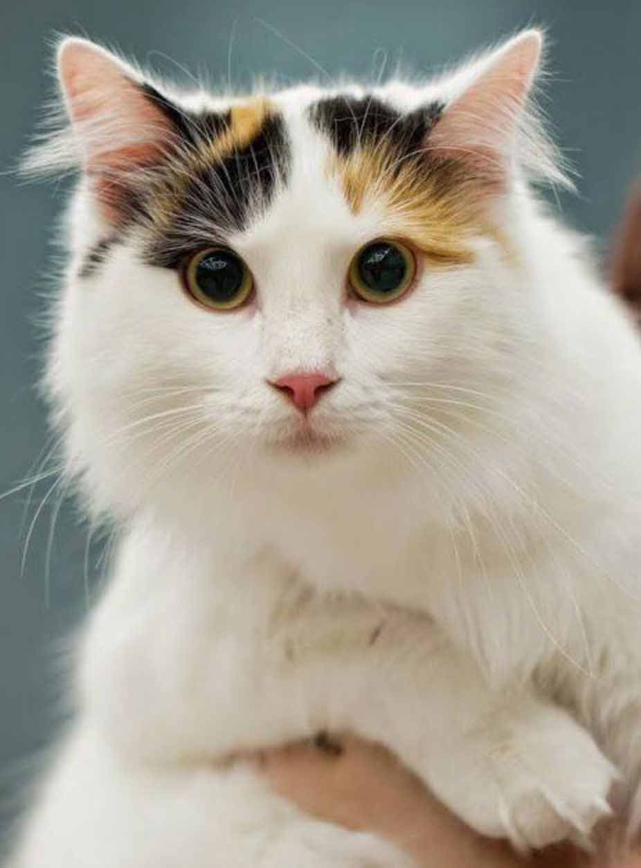 Simply-gorgeous