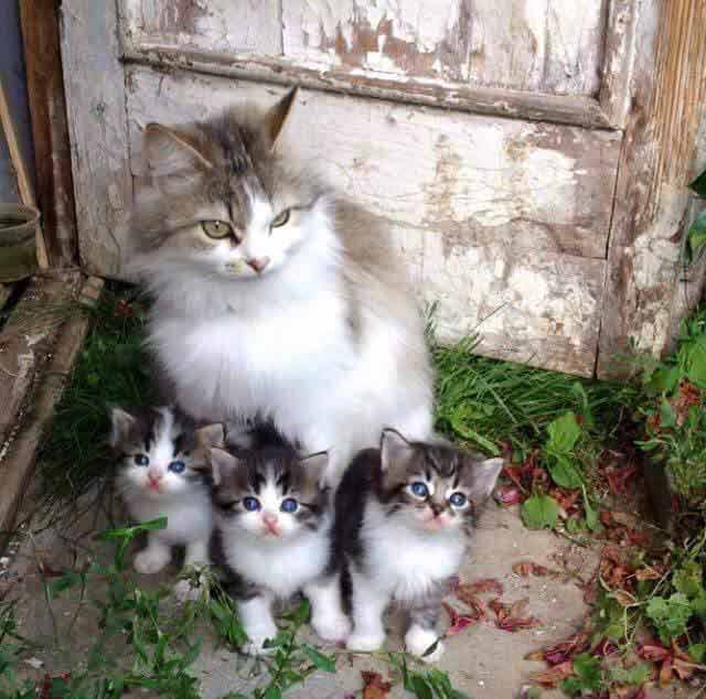 family