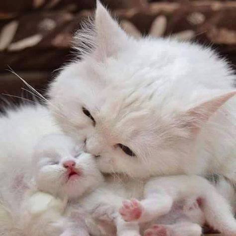 Awwww