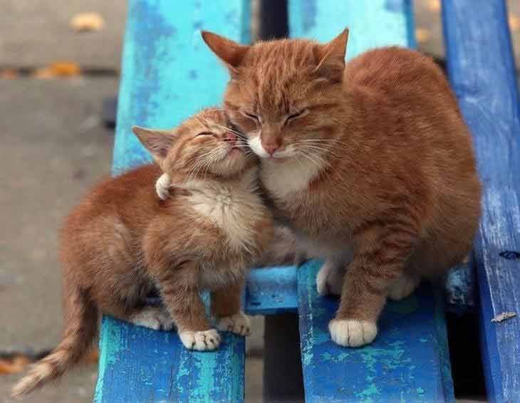 mama