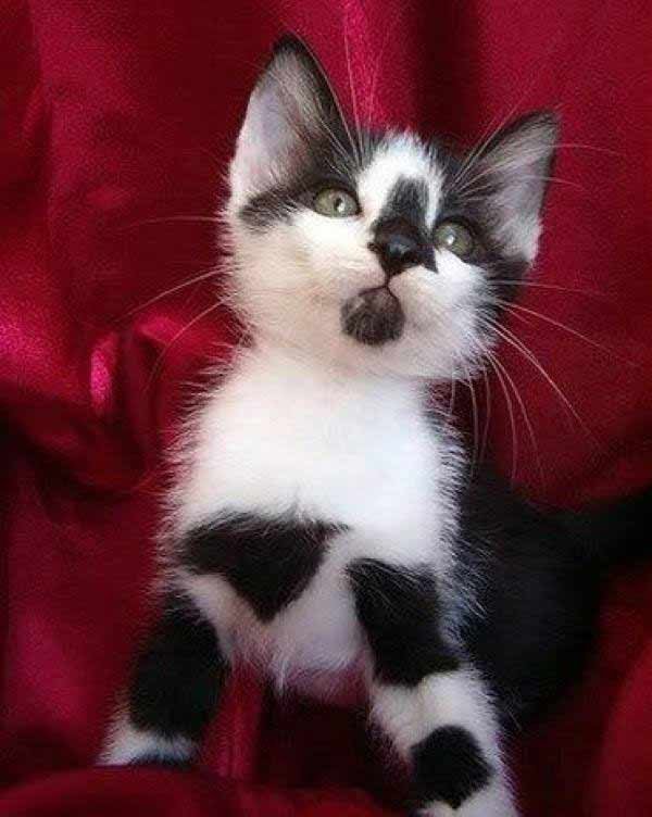 cutie