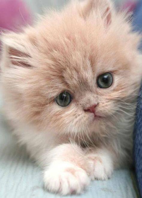 cute