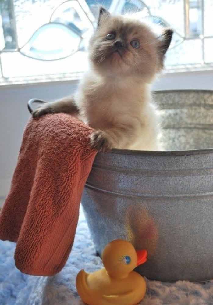 ducky