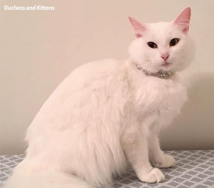 duchess-1