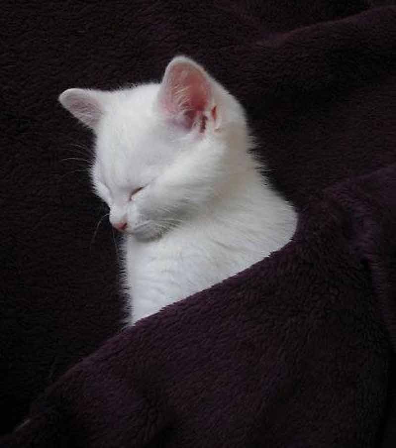 Pocket