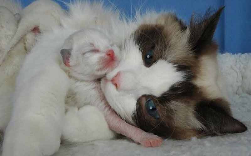 mama