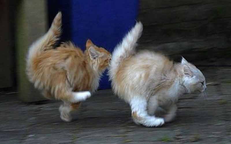 tail