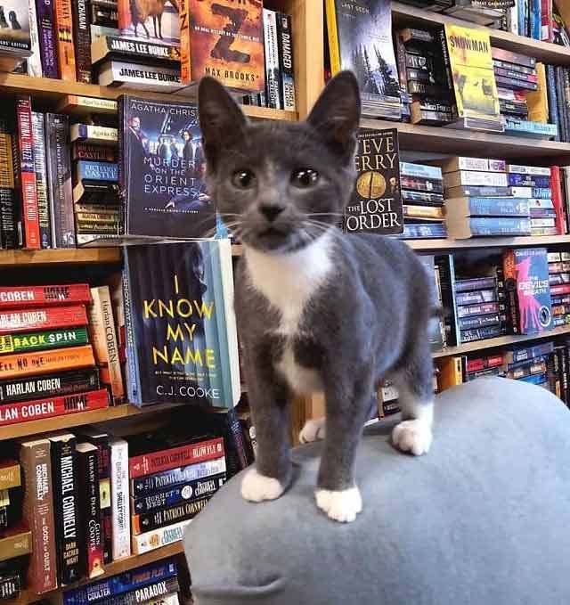 bookstore-10