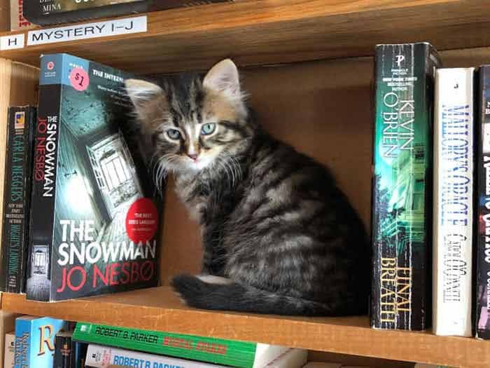 bookstore-5