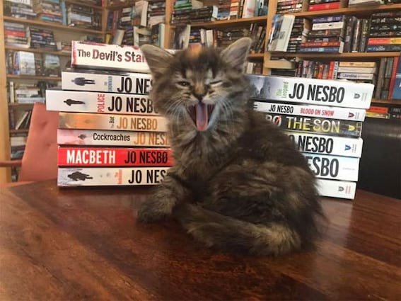 bookstore-8