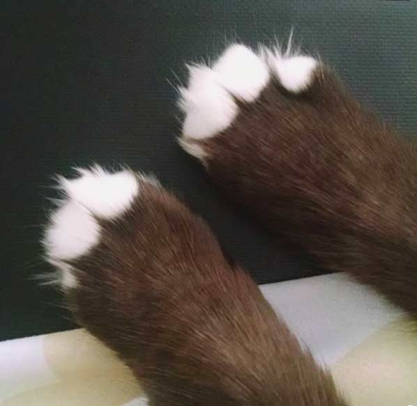 paws