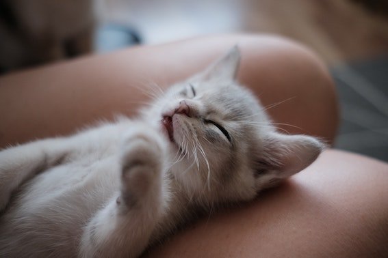 wake