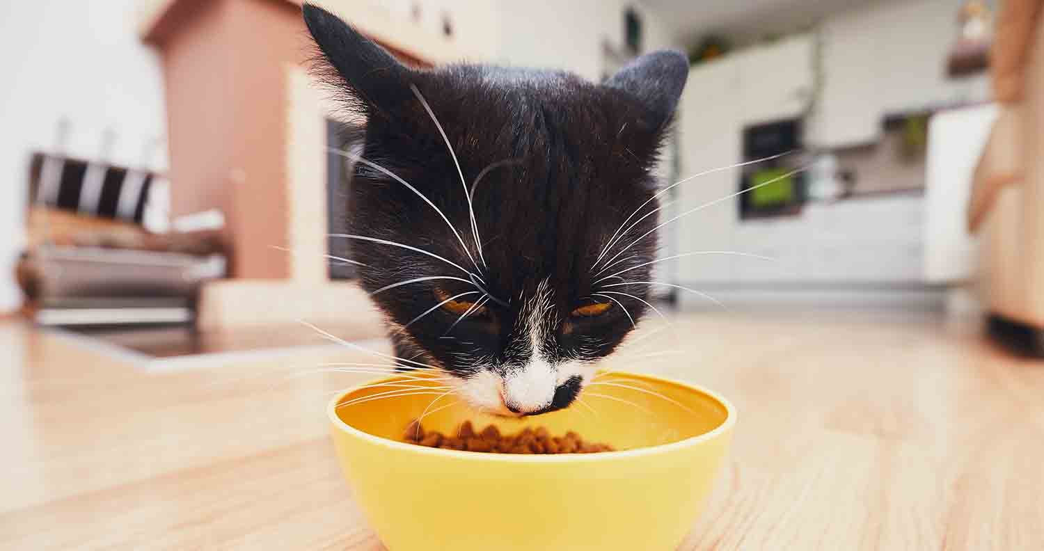 cat food for allergies cat food for allergies